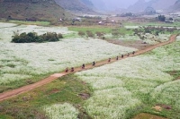  Tour gép , trọn đoàn thứ 7 chủ nhật hàng tuần  HÀ NỘI – MỘC CHÂU – MAI CHÂ